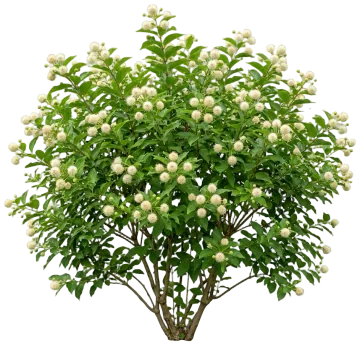 Crimson Comet Buttonbush cut-out illustration