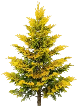 Cripps Golden Hinoki Cypress cut-out illustration