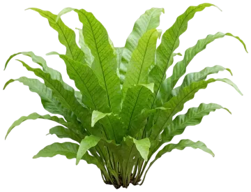 Crocodile Fern cut-out illustration