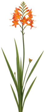 Star of the East cut-out illustration