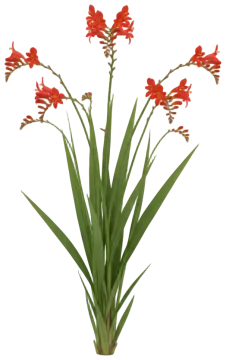 Crocosmia cut-out illustration