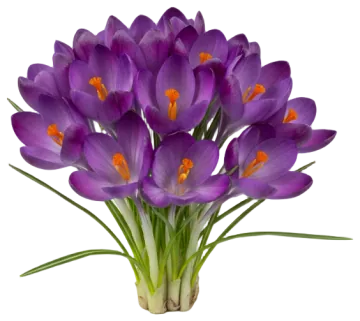Flower Record cut-out illustration