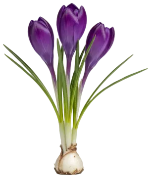 Crocus cut-out illustration