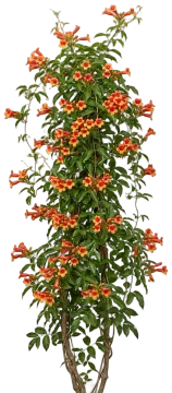 Crossvine cut-out illustration
