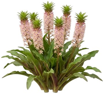Crowning Glory Princess Bride Pineapple Lily cut-out illustration