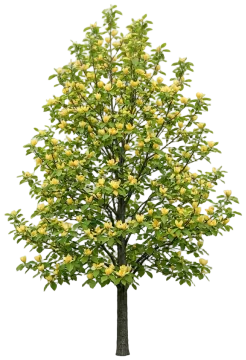 Cucumbertree Magnolia cut-out illustration
