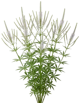 Culver's Root cut-out illustration