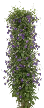 Cup and Saucer Vine cut-out illustration