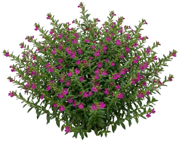 FloriGlory Cuphea cut-out illustration