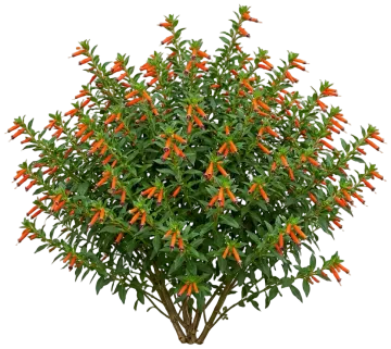 Vermillionaire Cuphea cut-out illustration