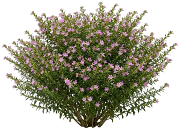 Pink Mexican Heather cut-out illustration