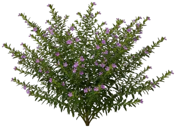 Mexican Heather cut-out illustration