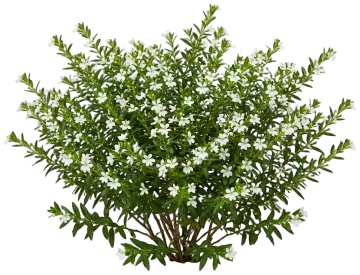 White Mexican Heather cut-out illustration