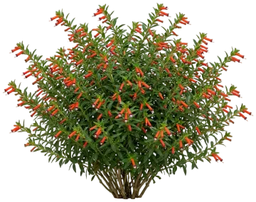 Cuphea (Cigar Plant) cut-out illustration