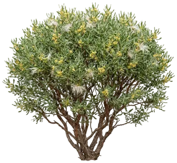 Curl-Leaf Mountain Mahogany cut-out illustration