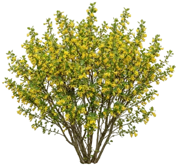 Golden Currant cut-out illustration
