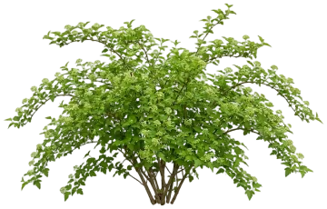 Cutleaf Stephanandra cut-out illustration