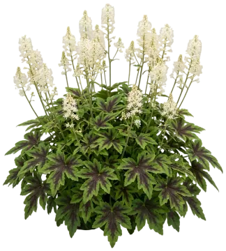 Cutting Edge Foamflower cut-out illustration