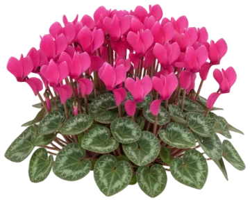 Cyclamen cut-out illustration
