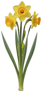 Daffodil cut-out illustration