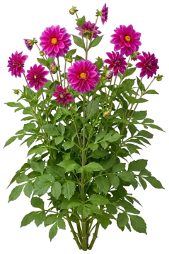 Dahlia cut-out illustration
