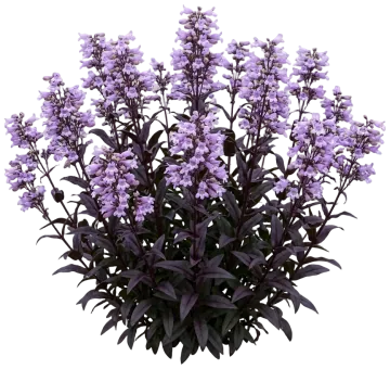 Dakota Burgundy Beardtongue cut-out illustration