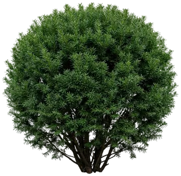 Dark Green Spreader Yew cut-out illustration