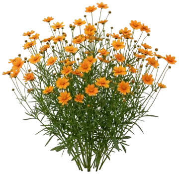 Darling Clementine Tickseed cut-out illustration