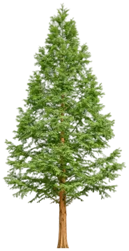 Dawn Redwood cut-out illustration