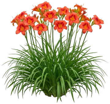 Alabama Jubilee Daylily cut-out illustration