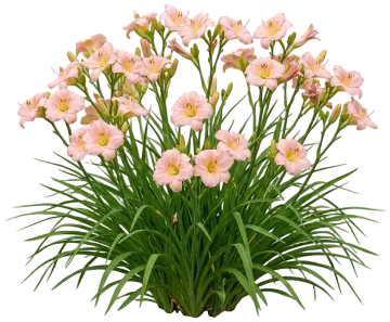 Barbara Mitchell Daylily cut-out illustration