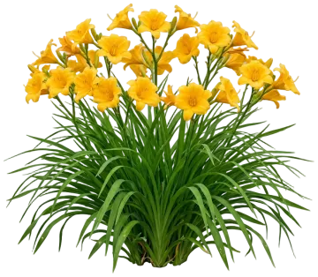Buttered Popcorn Daylily cut-out illustration