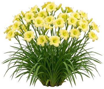 Custard Candy Daylily cut-out illustration