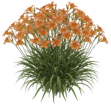 Daylily cut-out illustration