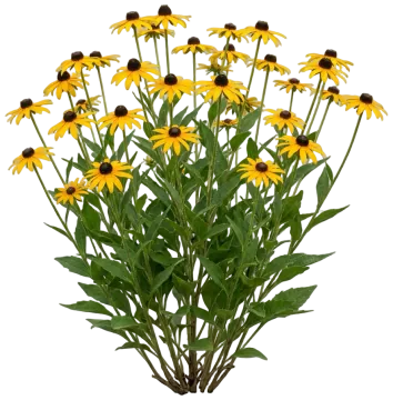 Deam's Black-Eyed Susan cut-out illustration