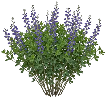 Decadence Blueberry Sundae False Indigo cut-out illustration