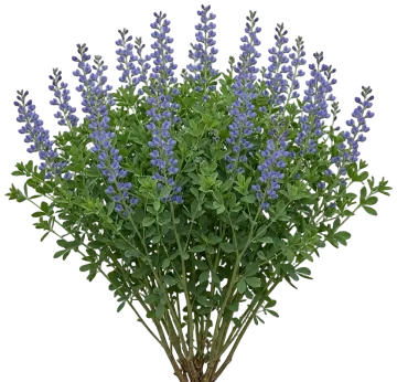 Decadence Deluxe Periwinkle Popsicle False Indigo cut-out illustration
