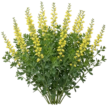 Decadence Lemon Meringue False Indigo cut-out illustration
