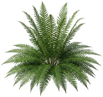 Deer Fern cut-out illustration