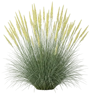 Deergrass cut-out illustration