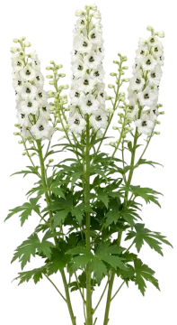Black Eyed Angels Delphinium cut-out illustration