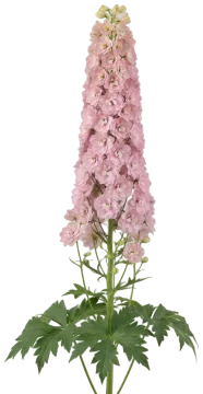 Magic Fountains Cherry Blossom cut-out illustration