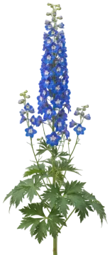 Delphinium cut-out illustration