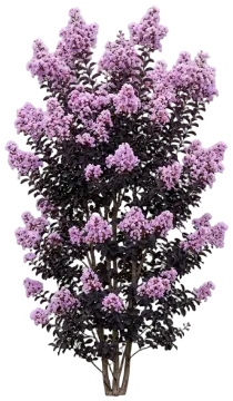 Delta Eclipse Crape Myrtle cut-out illustration