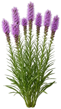 Dense Blazing Star cut-out illustration