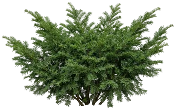 Densiformis Yew cut-out illustration