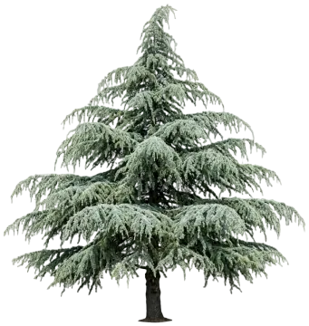 Deodar Cedar cut-out illustration