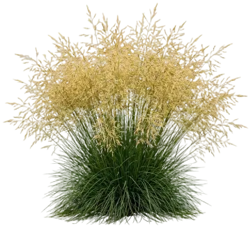 Deschampsia Goldtau Grass cut-out illustration