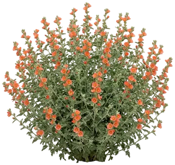 Desert Globemallow cut-out illustration