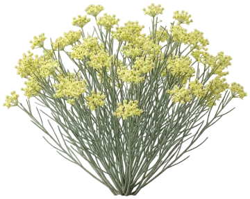Desert Milkweed cut-out illustration
